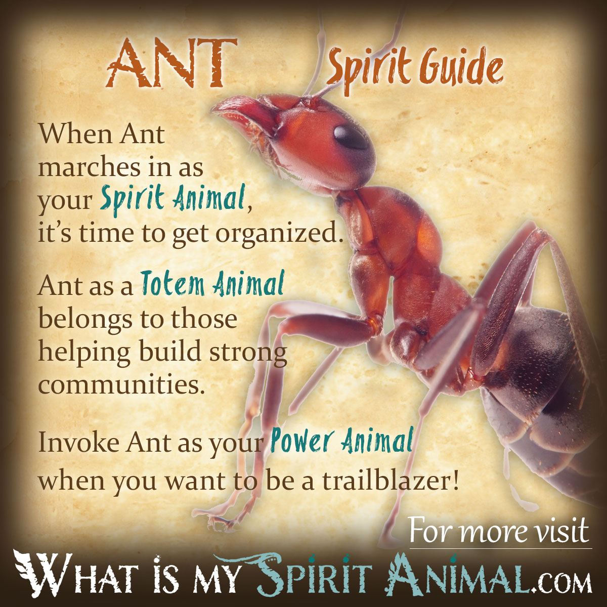 Discovering Your Animal Totem Ant: Easy Ways to Connect with Ants.