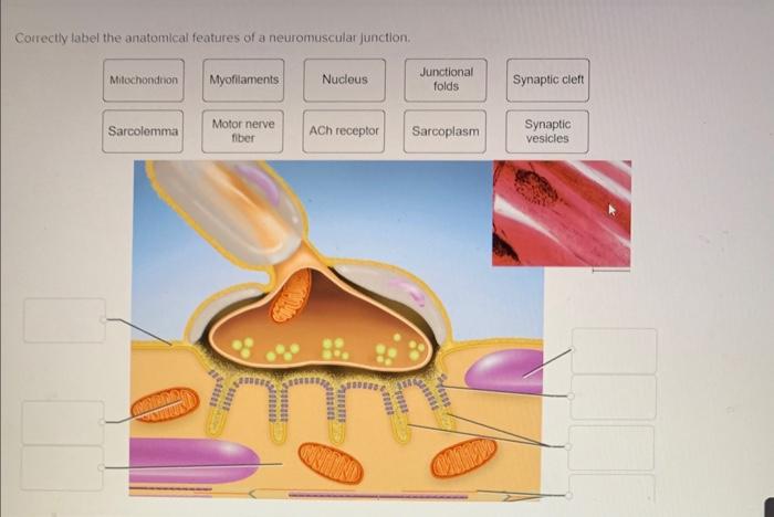 Easy Guide: Correctly Label the Anatomical Features of a Neuromuscular Junction