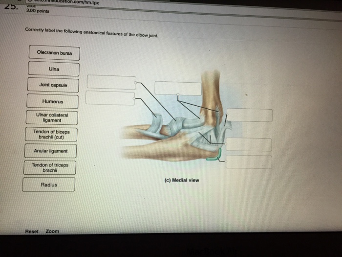 Simple Steps to Correctly Label the Following Anatomical Features of the Elbow Joint