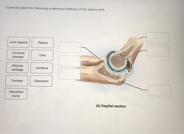 Simple Steps to Correctly Label the Following Anatomical Features of the Elbow Joint