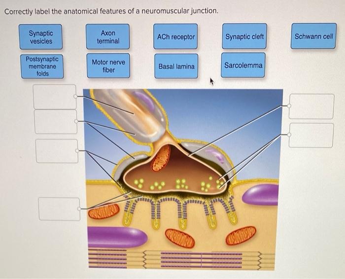 Easy Guide: Correctly Label the Anatomical Features of a Neuromuscular Junction