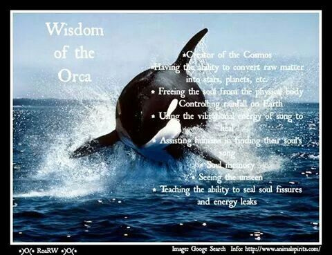 Orca Totem Animal: Exploring Its Spiritual Significance