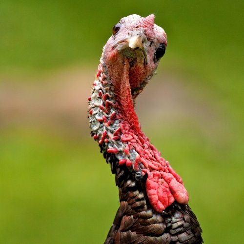 Feeling Connected to Turkey? It Might Be Your Animal Totem