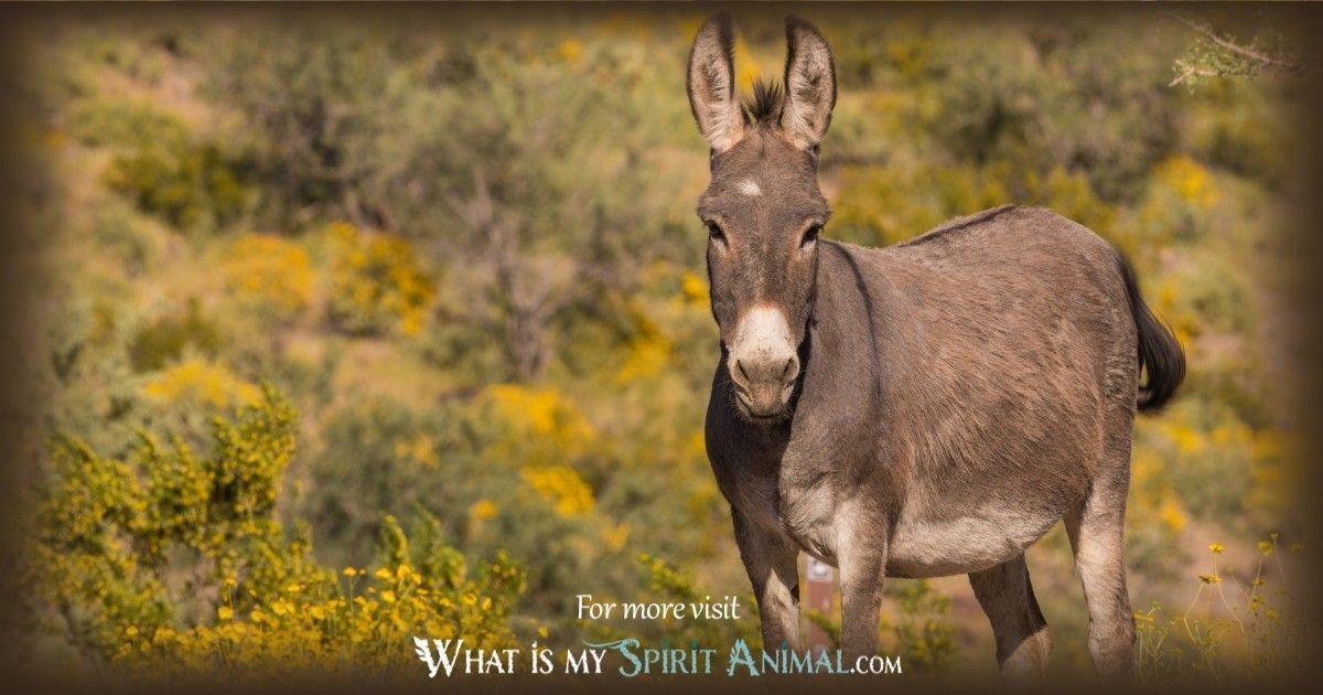 Donkey Animal Totem: Lessons of Determination and Patience