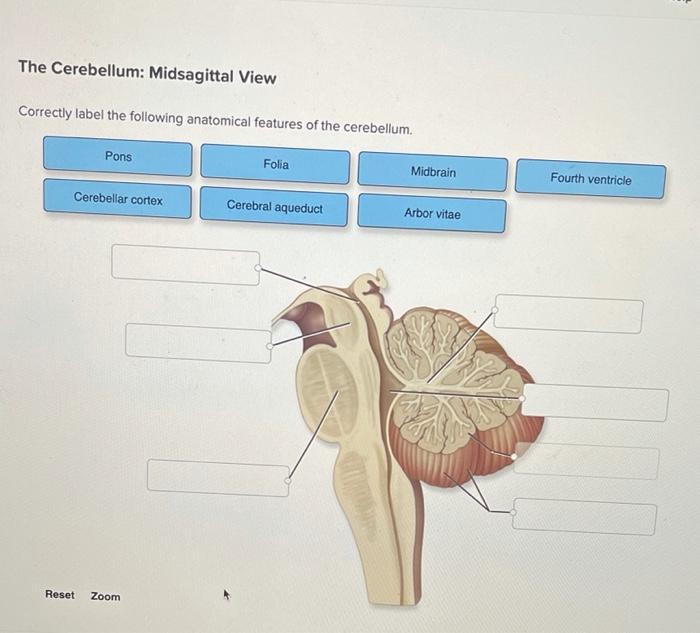 Mastering Cerebellum Anatomy: A Guide to Correctly Label the Following Anatomical Features of the Cerebellum.