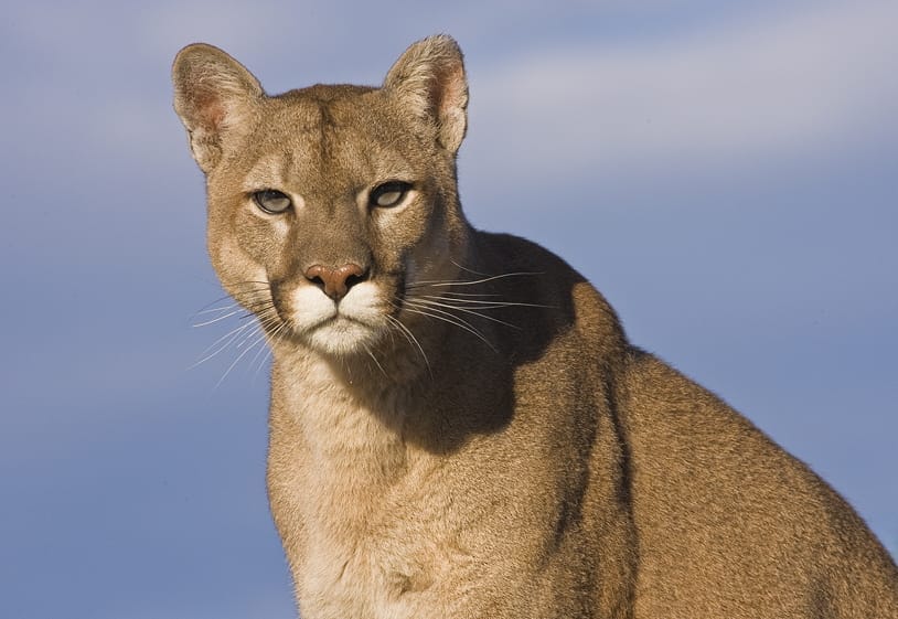 Unleash Your Inner Power: Mountain Lion Animal Totem Wisdom