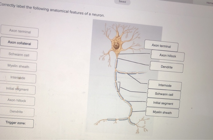 Correctly Label the Following Anatomical Features of a Neuron: A Simple Guide