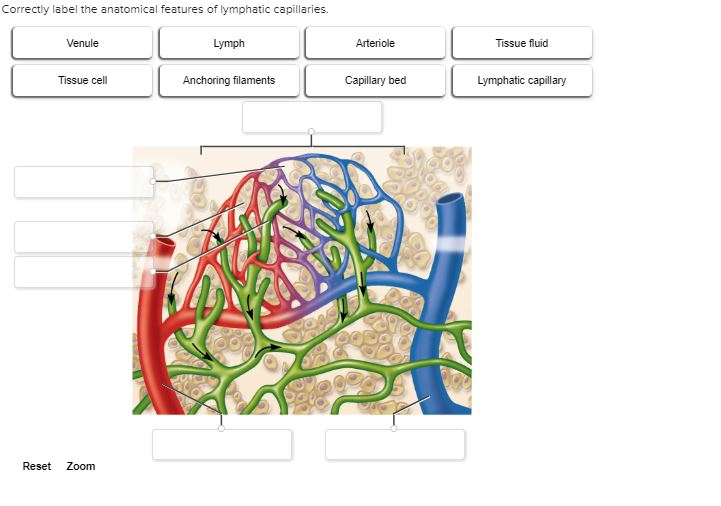 Quick Tips: Correctly Label the Anatomical Features of Lymphatic Capillaries