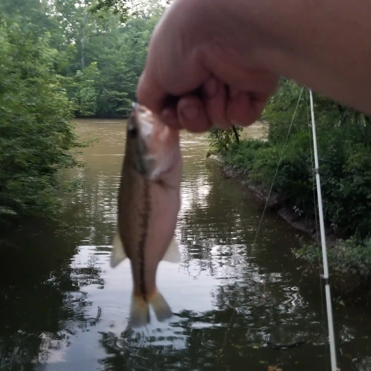 Exploring Fish Species in Mohican State Parks River