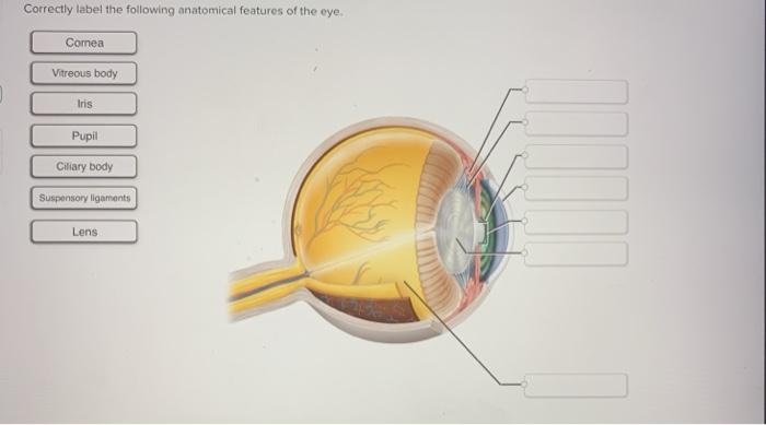 Eye Anatomy Made Easy:  Learn to Correctly Label the Following Anatomical Features of the Eye