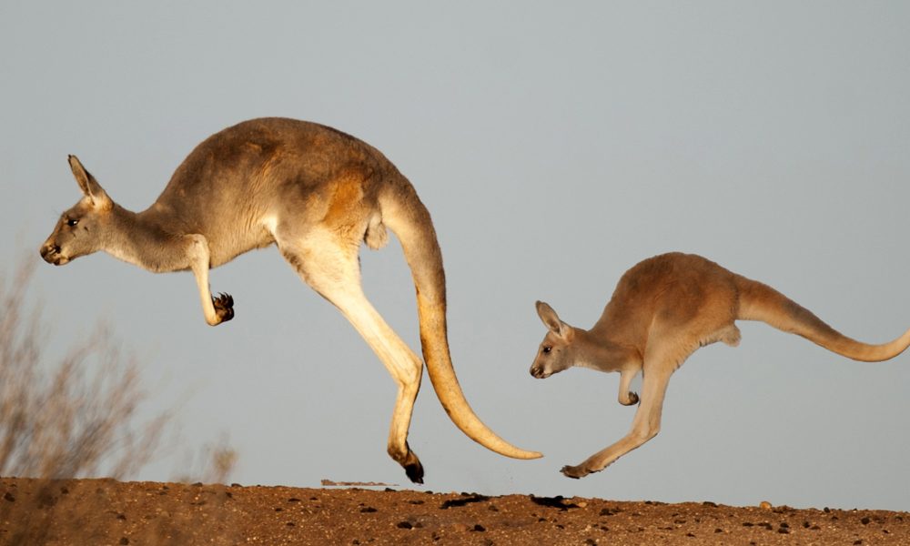 Kangaroo Animal Totem Symbolism: Jumping to New Heights