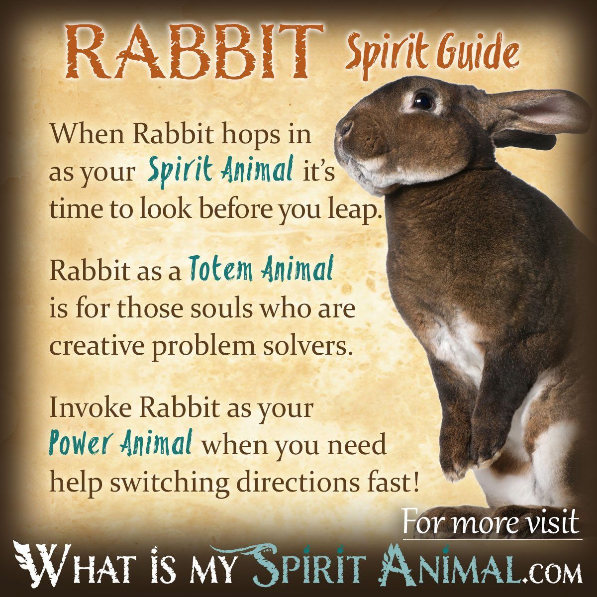 What is Rabbit Totem Animal Meaning? Discover the Secrets Behind this Powerful Animal Symbol Now