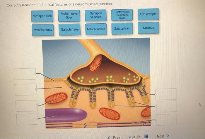 Easy Guide: Correctly Label the Anatomical Features of a Neuromuscular Junction