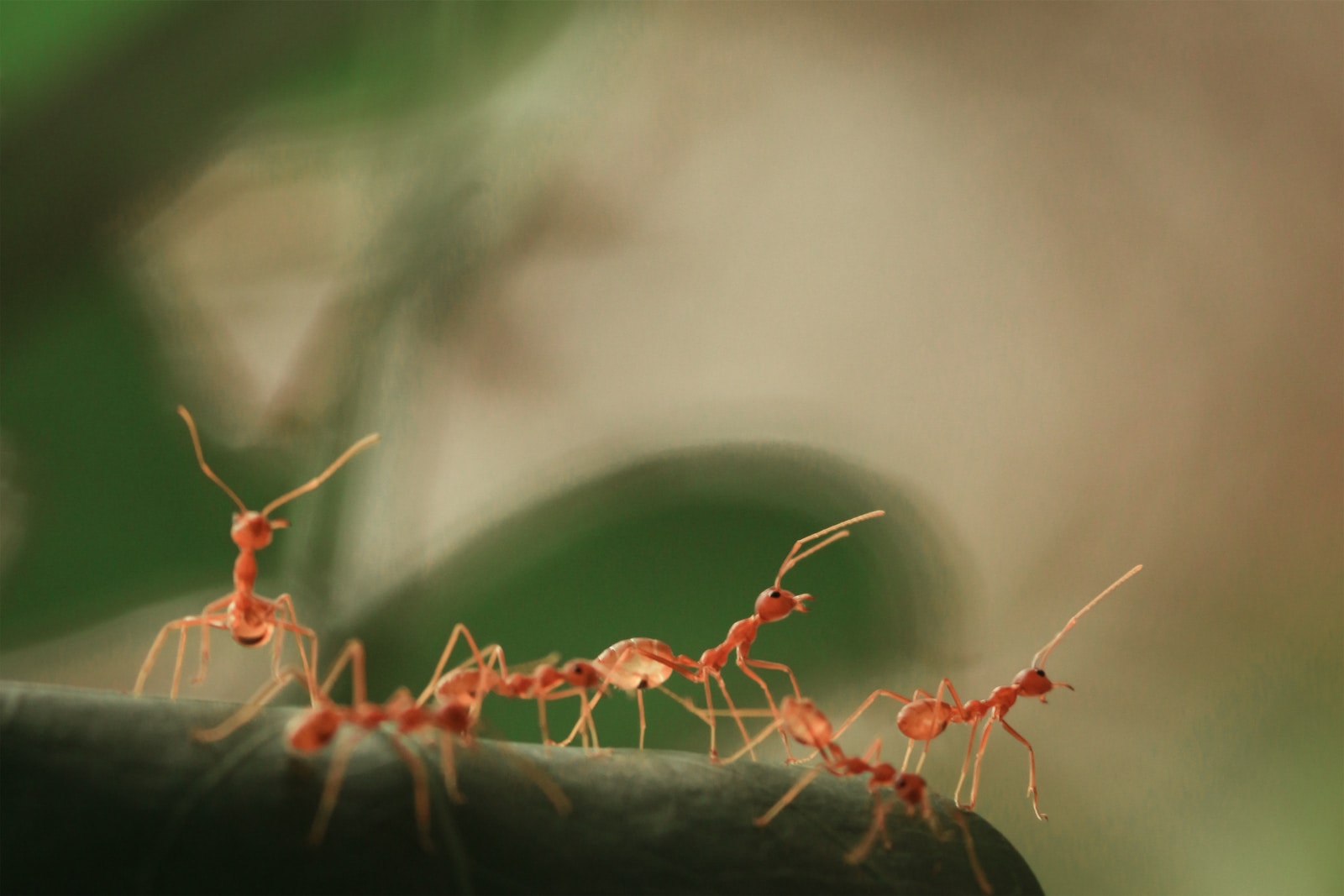 Ant Totem: Unlocking the Secrets of Patience and Hard Work