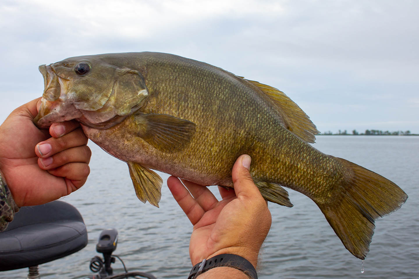 Exploring Fish Species in Mohican State Parks River