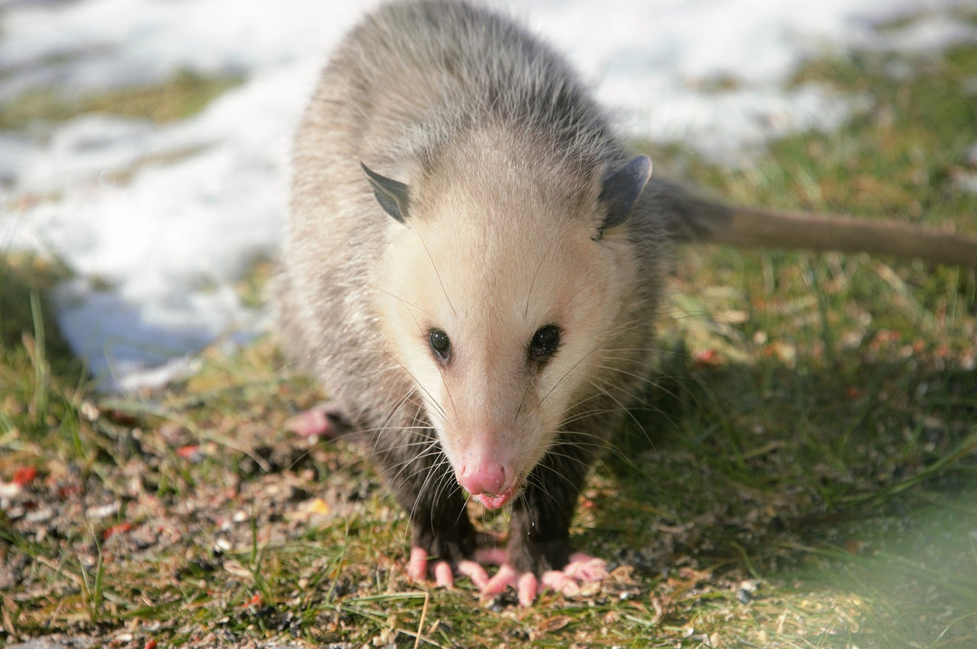 Decoding the Possum Animal Totem: A Guide to its Meanings