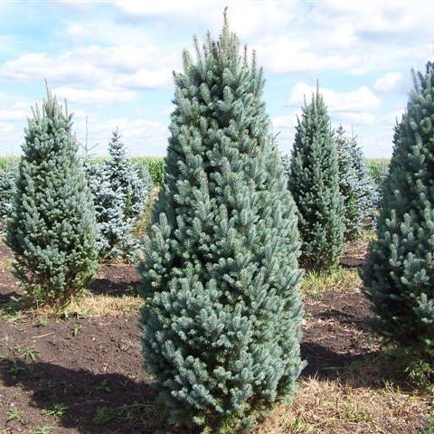 What Is a Picea Blue Totem Tree? | Discover This Stunning Columnar Blue Spruce