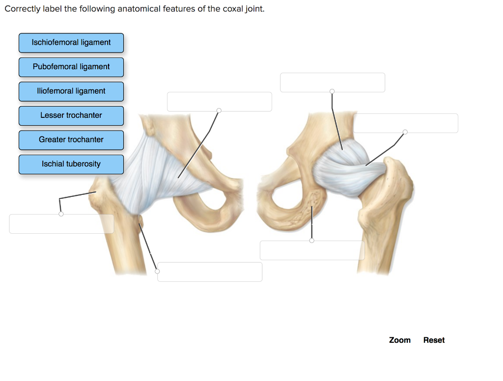 How to Correctly Label the Following Anatomical Features of the Coxal Joint? A Simple Guide