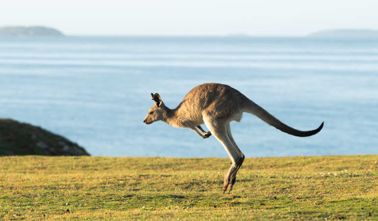 Kangaroo Animal Totem Symbolism: Jumping to New Heights