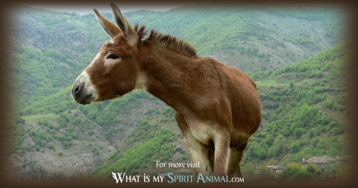 Donkey Animal Totem: Lessons of Determination and Patience