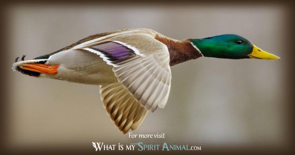 Duck Animal Totem: Finding Stability and Resilience in Challenging Times