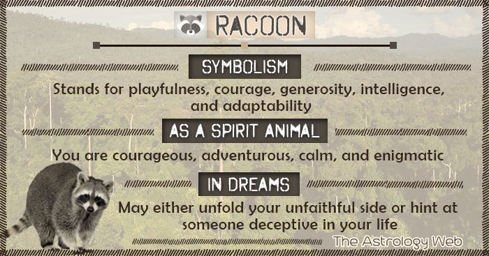 Raccoon Totem Meaning (Spiritual Animal Guide and Symbolism)