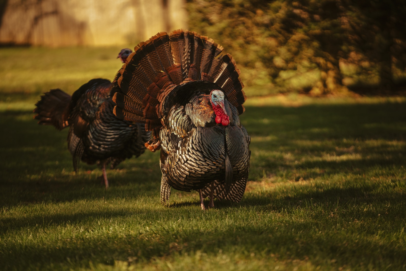 Your Guide to Totem Turkey: What You Need to Know