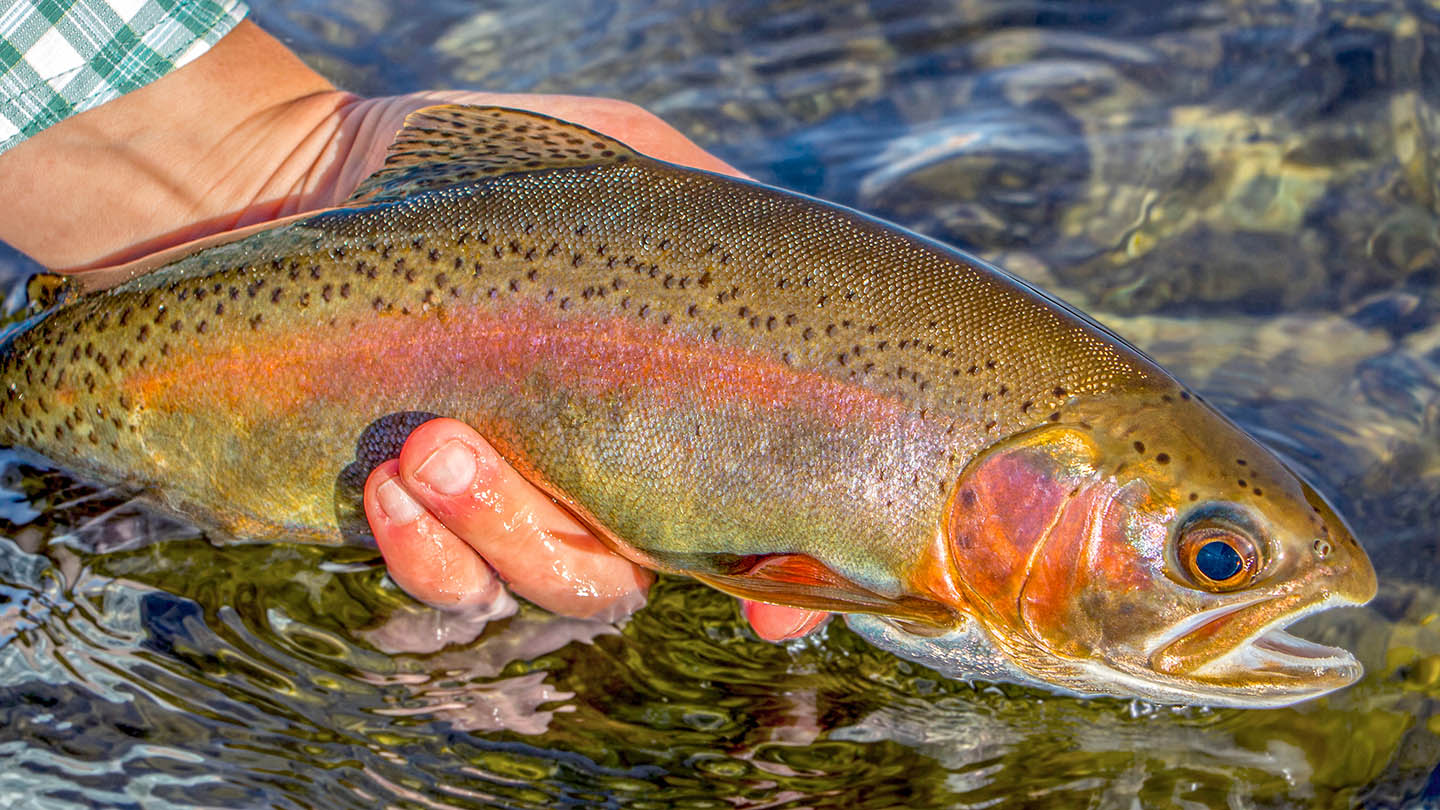 Exploring Fish Species in Mohican State Parks River