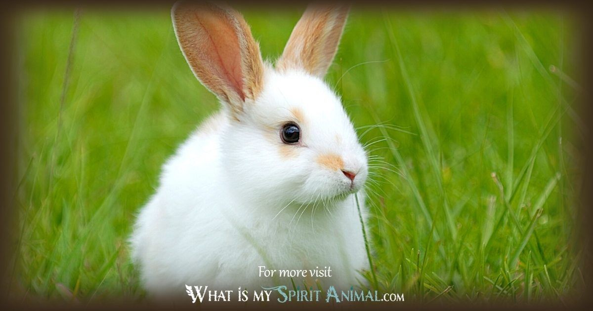 What is Rabbit Totem Animal Meaning? Discover the Secrets Behind this Powerful Animal Symbol Now