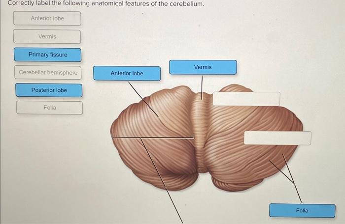 Mastering Cerebellum Anatomy: A Guide to Correctly Label the Following Anatomical Features of the Cerebellum.