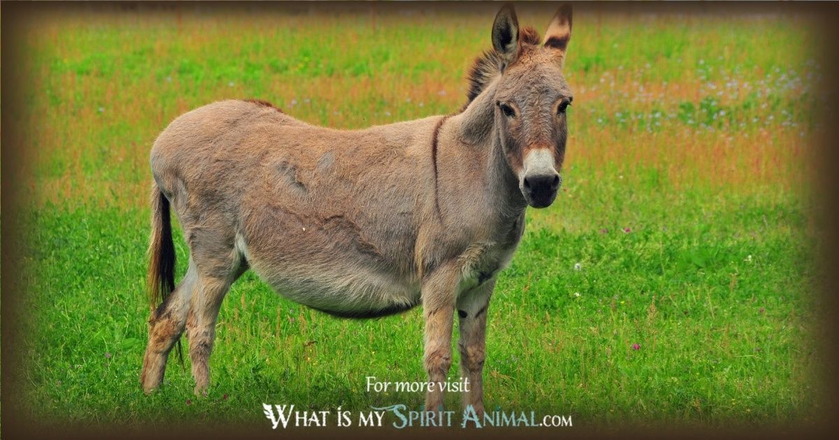 Donkey Animal Totem: Lessons of Determination and Patience