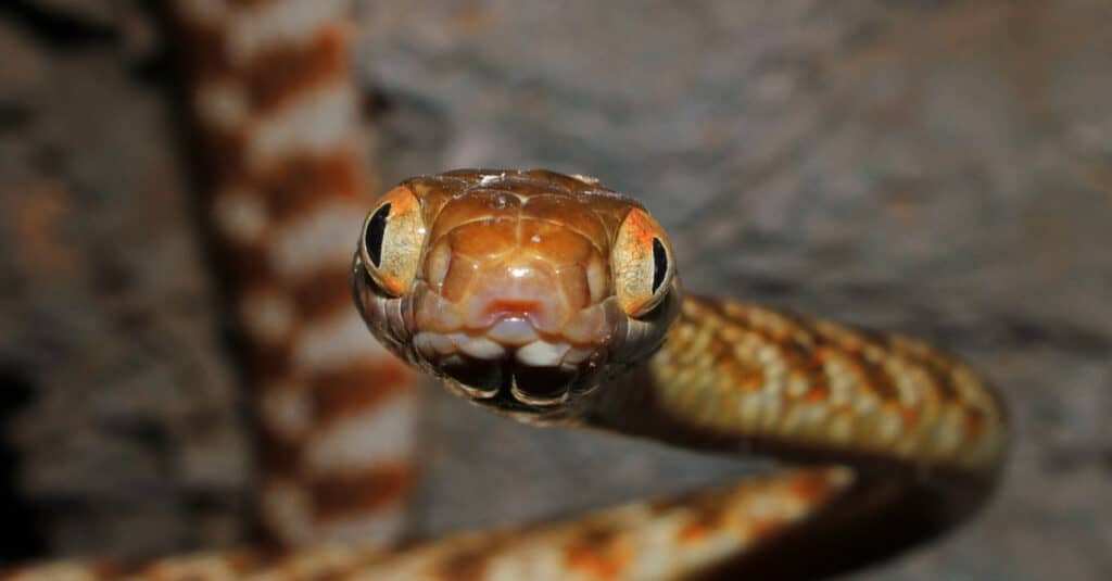 Discover the Unique Feature of a Snakes Eye: NYTs Guide to Reptile Vision.