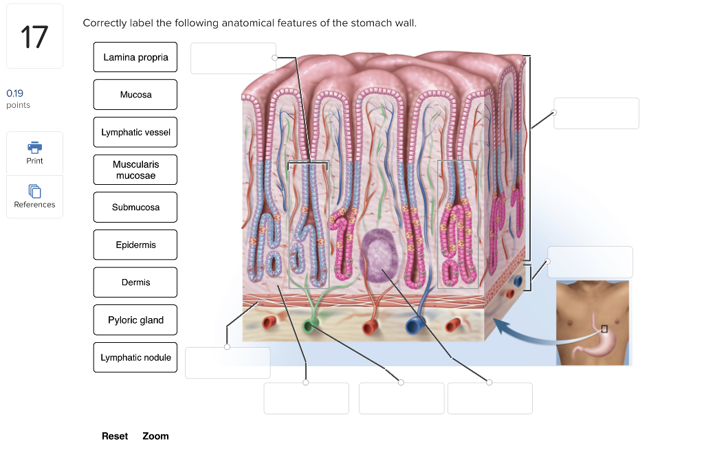 Correctly label the following anatomical features of the stomach wall, a beginners guide to stomach anatomy