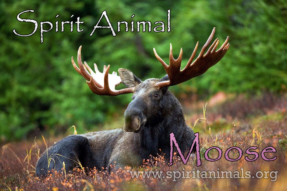 Moose Animal Totem: Key to Unlock Your Inner Strength and Nobility