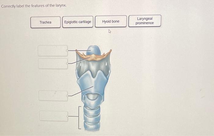 Simple Guide:  How to Correctly Label the Features of Your Larynx