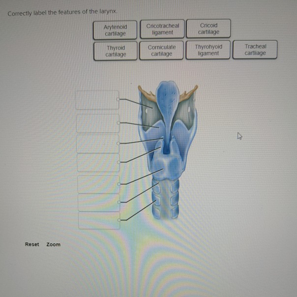 Simple Guide:  How to Correctly Label the Features of Your Larynx