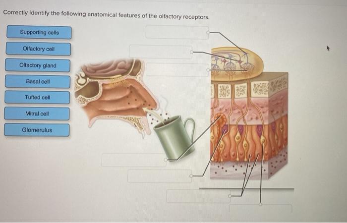 How to Correctly Identify the Following Anatomical Features of the Olfactory Receptors? Quick Tips