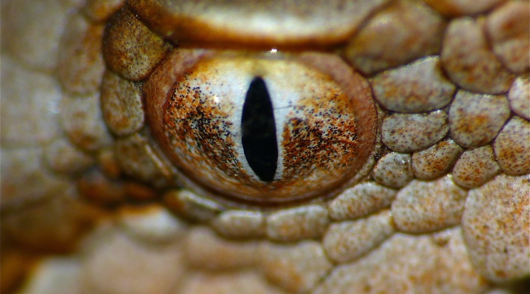 Discover the Unique Feature of a Snakes Eye: NYTs Guide to Reptile Vision.