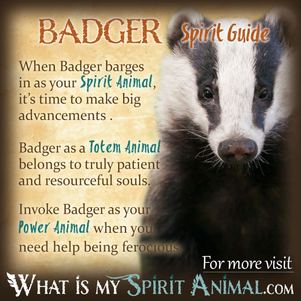 Understanding the Badger Animal Totem: What It Tells You About Yourself.