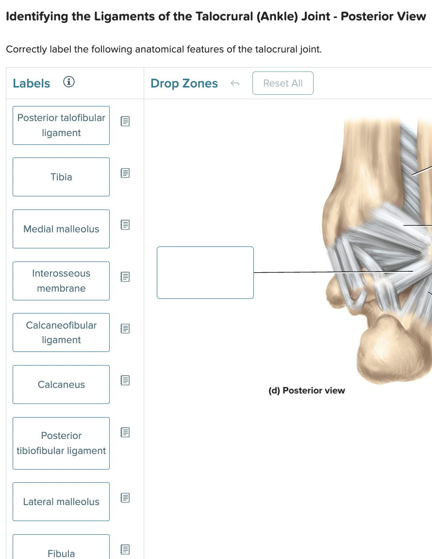 Want to Correctly Label the Following Anatomical Features of the Talocrural Joint? Find Key Points.