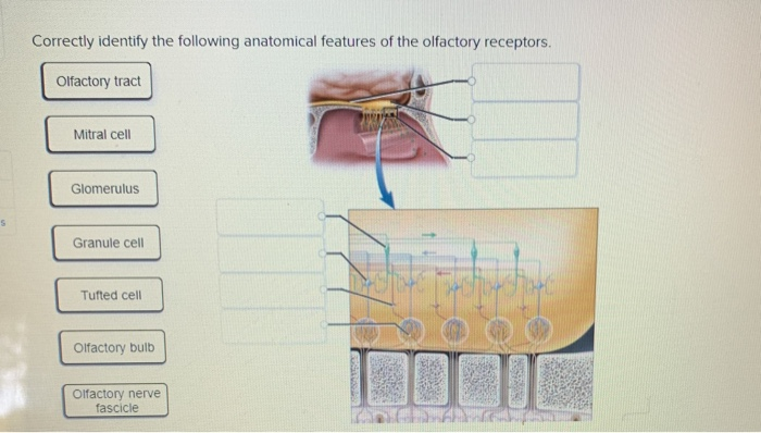 How to Correctly Identify the Following Anatomical Features of the Olfactory Receptors? Quick Tips