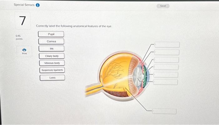 Eye Anatomy Made Easy:  Learn to Correctly Label the Following Anatomical Features of the Eye