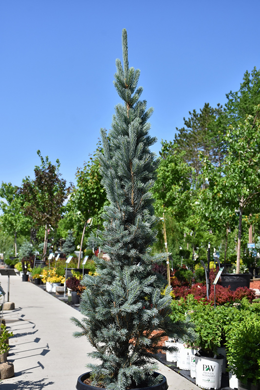 What Is a Picea Blue Totem Tree? | Discover This Stunning Columnar Blue Spruce