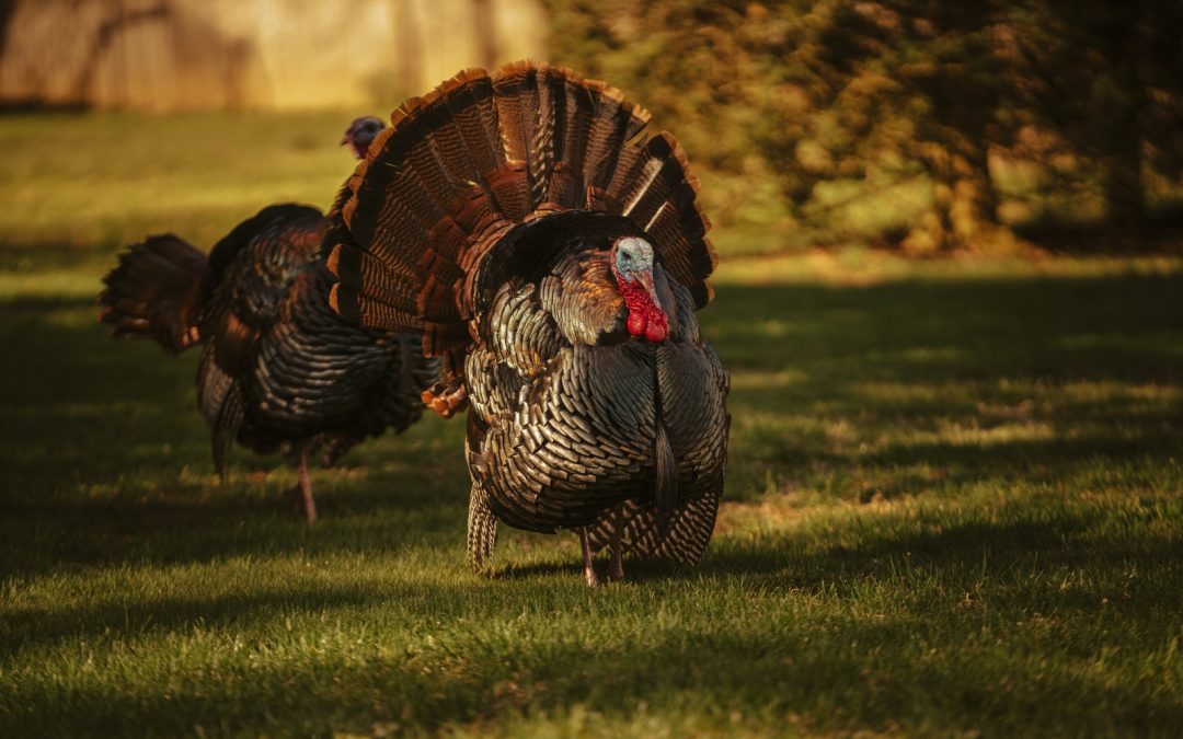 Turkey Totem: Unveiling Its Cultural and Spiritual Importance