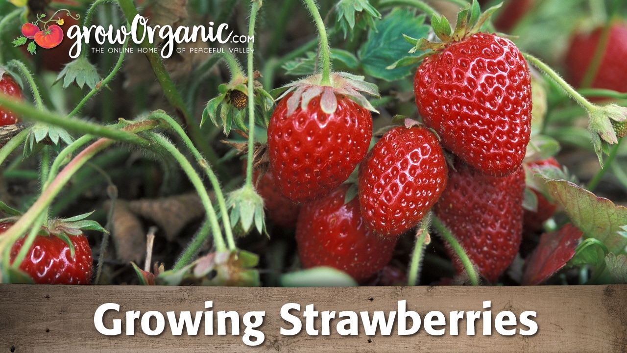 Totem Strawberry Care Secrets (Get the Best Harvest from Your Plants)