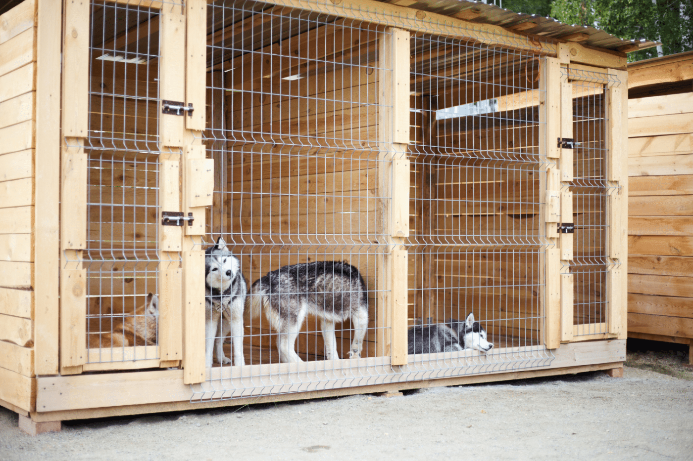 Top Dog Kennel With a Run: Simple Guide for Happy Dogs