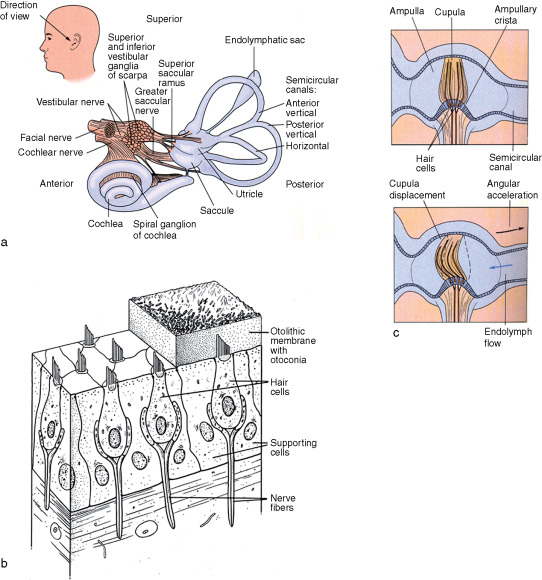 Label Otolithic Membrane Parts: Easy Steps You Can Follow