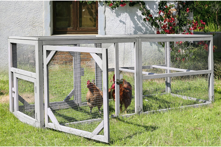 Top Chicken Runs for Sale: Keep Your Chickens Safe and Happy Today!