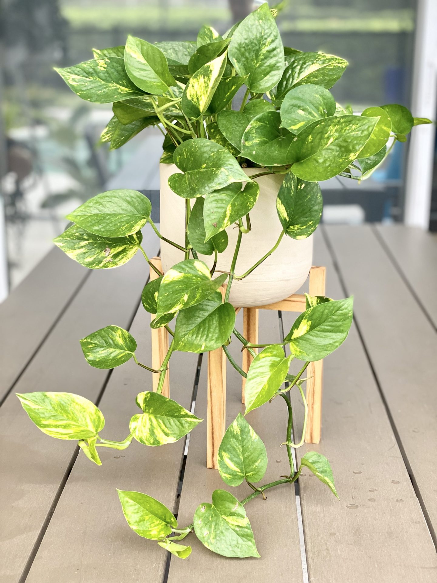 Pothos Totem Care Guide: Easy Tips for Beginners Who Just Started.