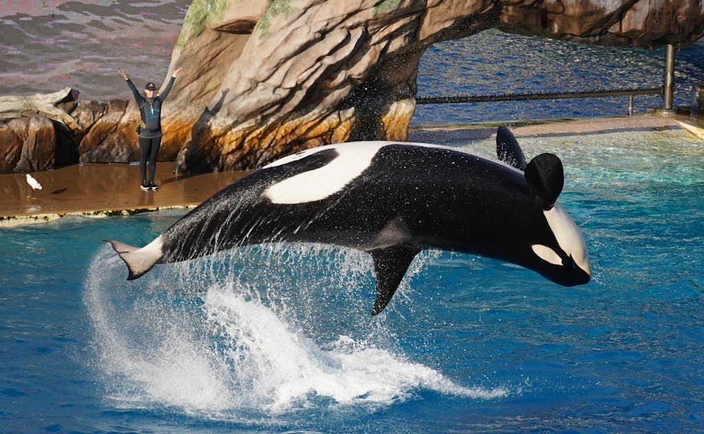 Killer whale totem symbolism: Discover the power and wisdom of this amazing creature.